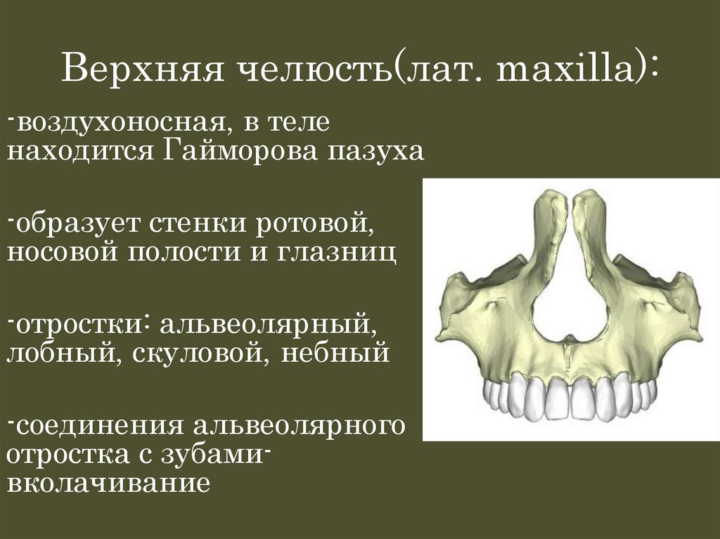 Верхняя челюсть(лат. maxilla):