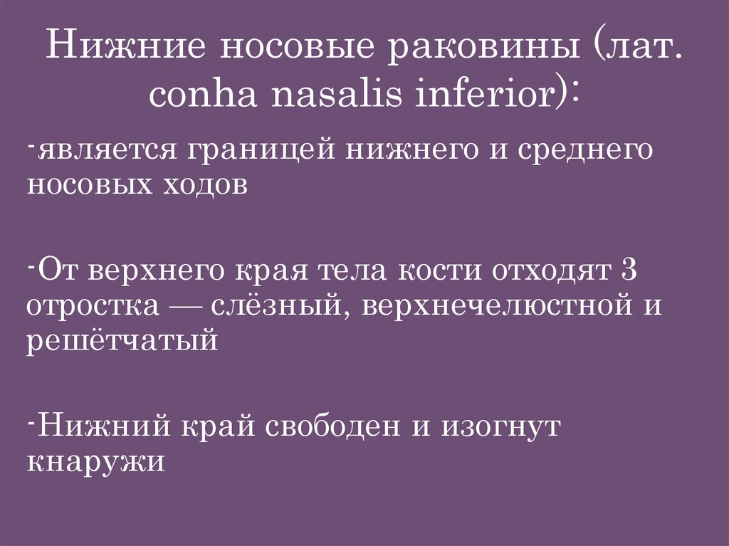 Нижние носовые раковины (лат. сonha nasalis inferior):