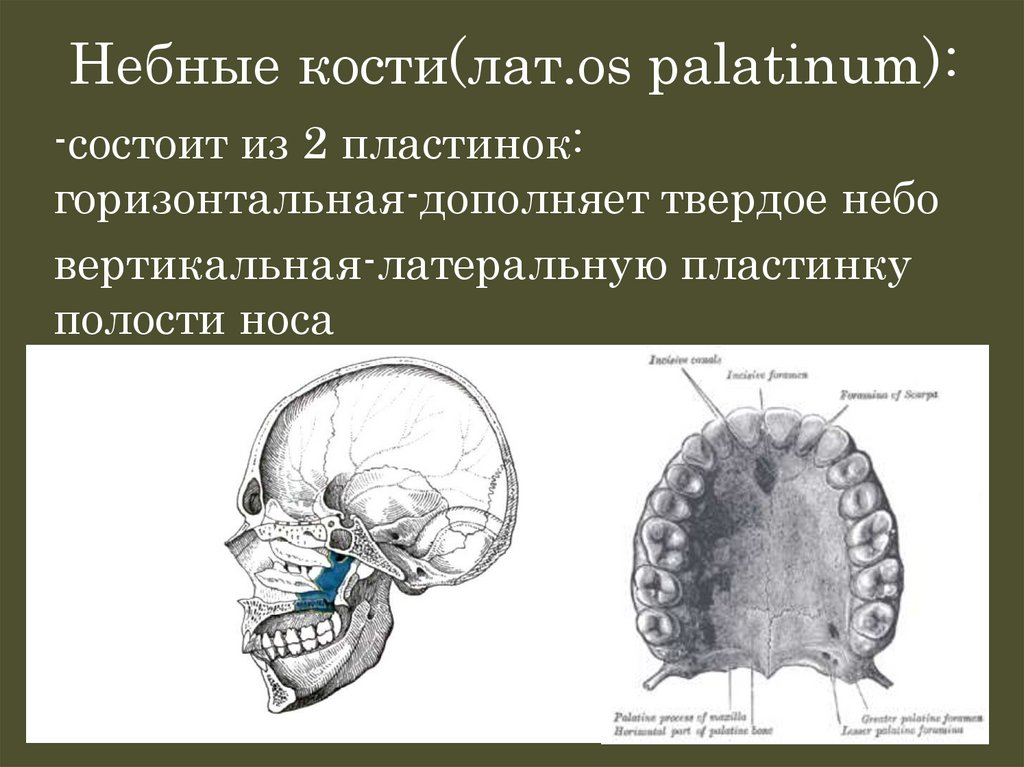 Небные кости(лат.os palatinum):