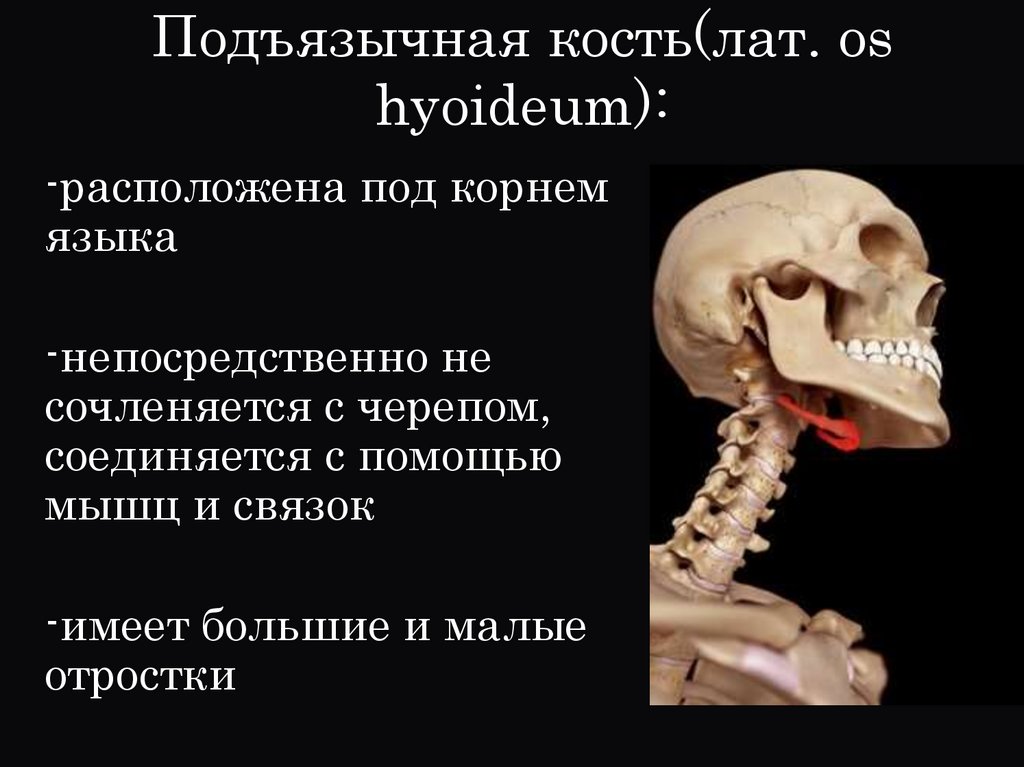 Подъязычная кость(лат. os hyoideum):