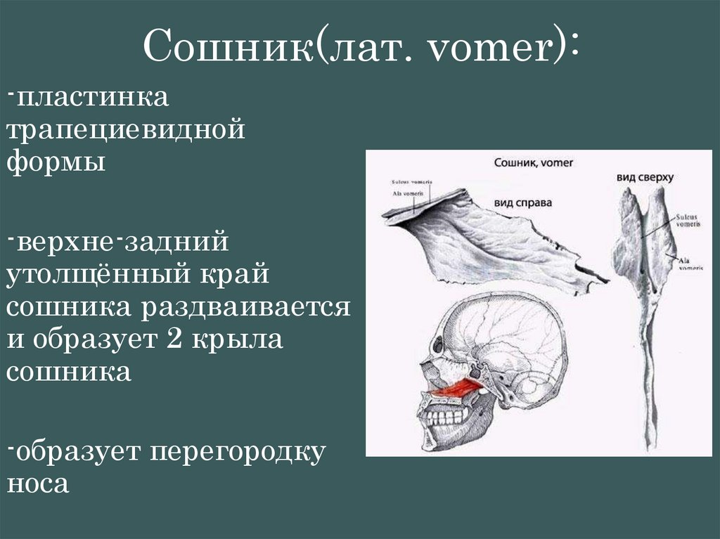 Сошник(лат. vomer):