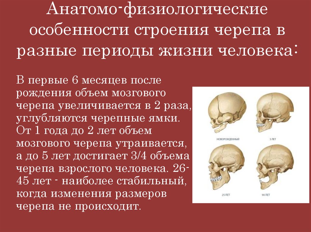 Анатомо-физиологические особенности строения черепа в разные периоды жизни человека: