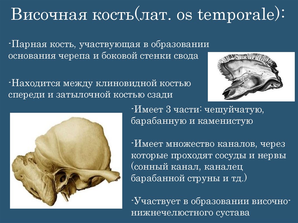 Височная кость(лат. os temporale):