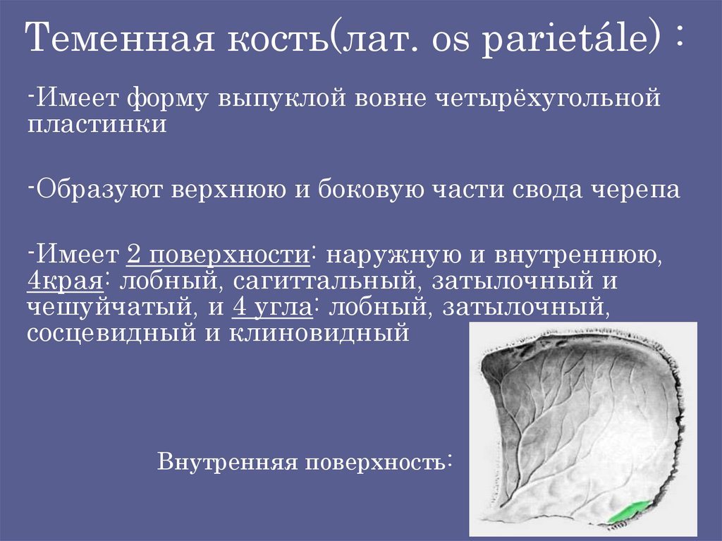 Теменная кость(лат. os parietále) :