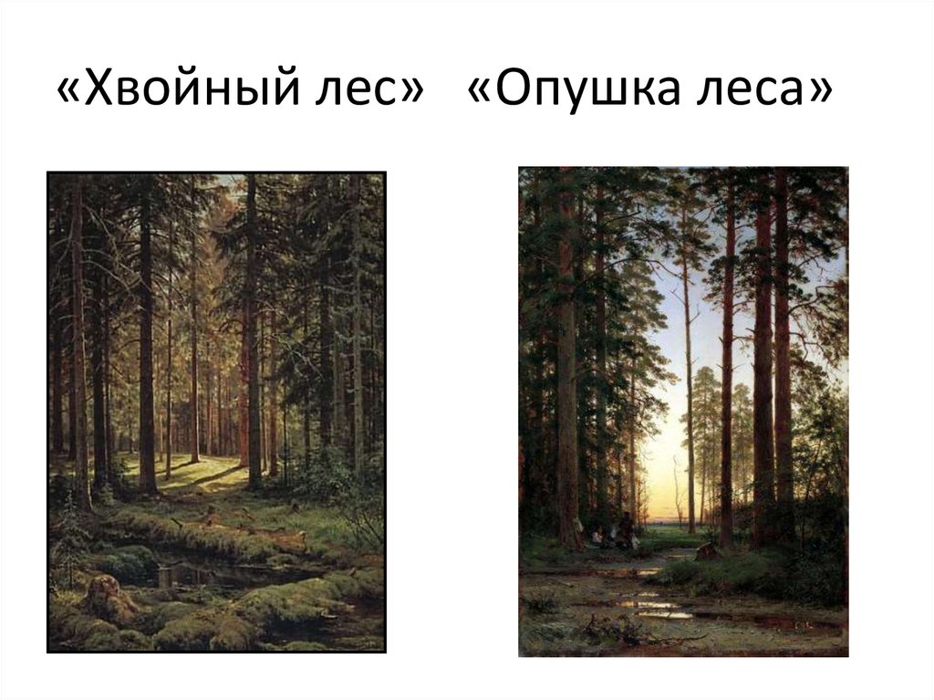 «Хвойный лес» «Опушка леса»