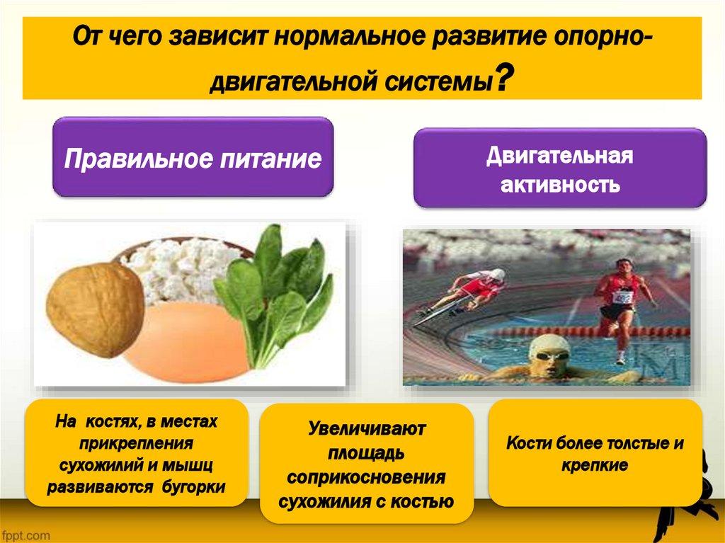 От чего зависит нормальное развитие опорно-двигательной системы?