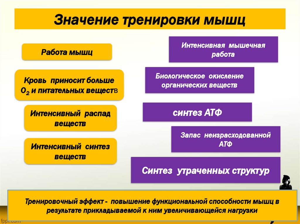 Значение тренировки мышц