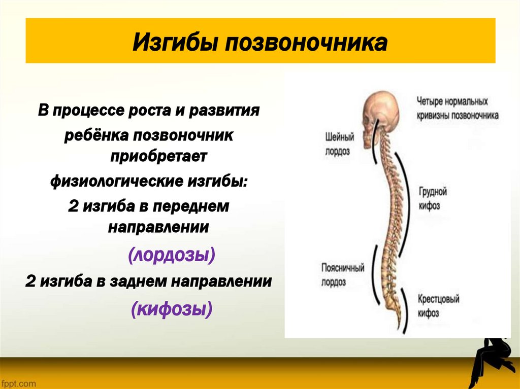 Изгибы позвоночника