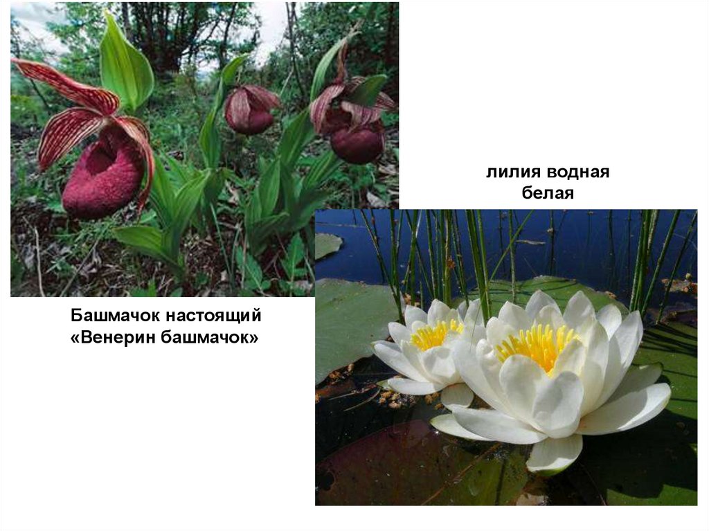 лилия водная белая