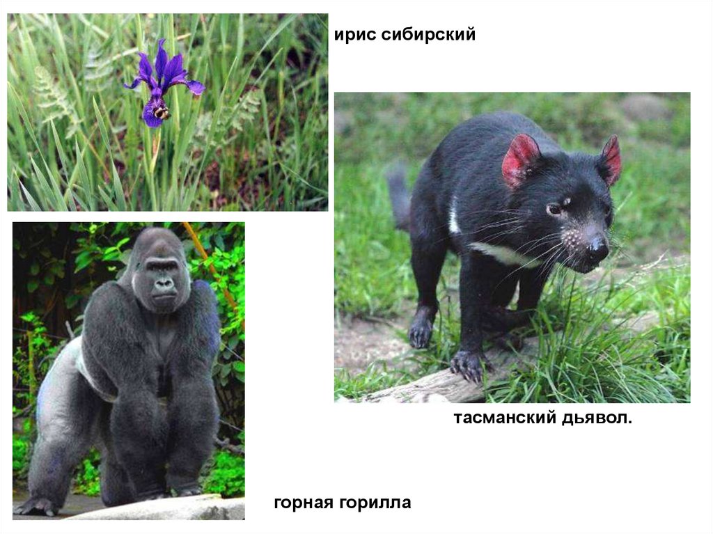 ирис сибирский