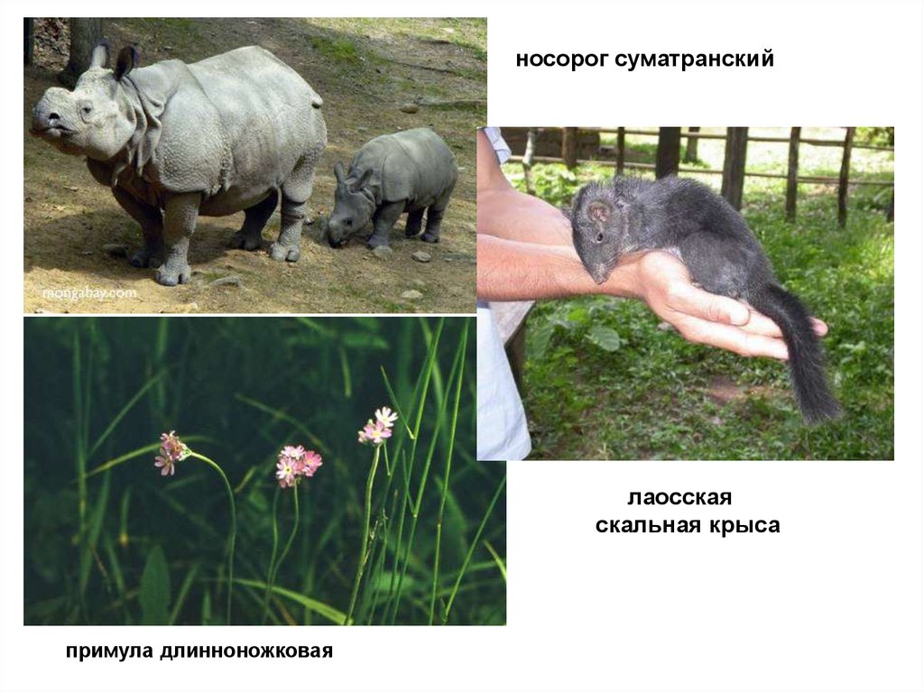 примула длинноножковая