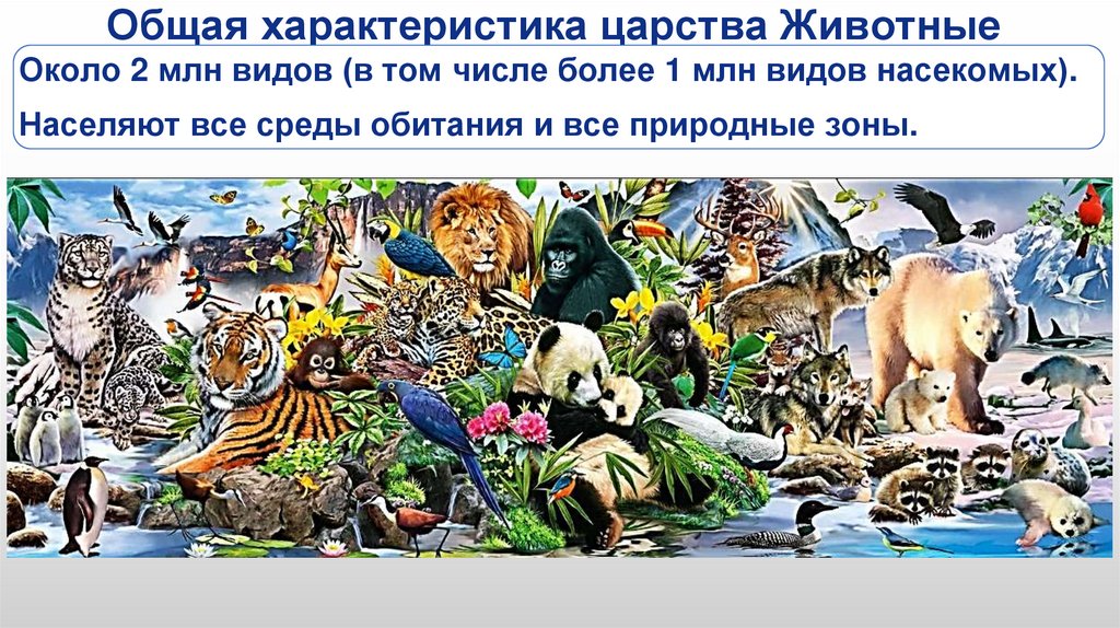 Общая характеристика царства Животные