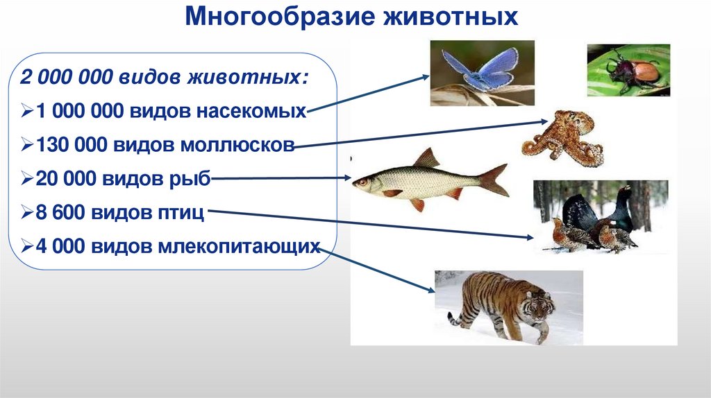 Многообразие животных