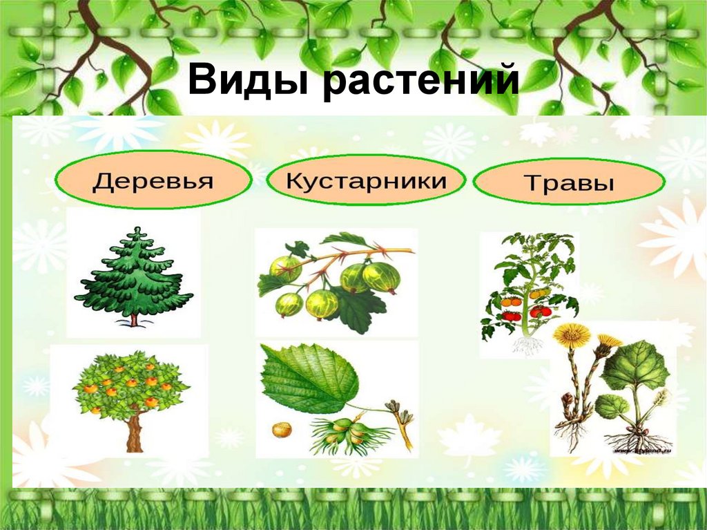 Виды растений