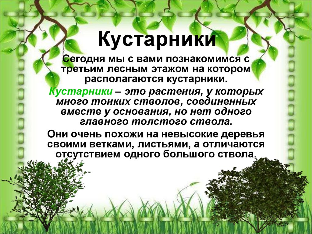 Кустарники