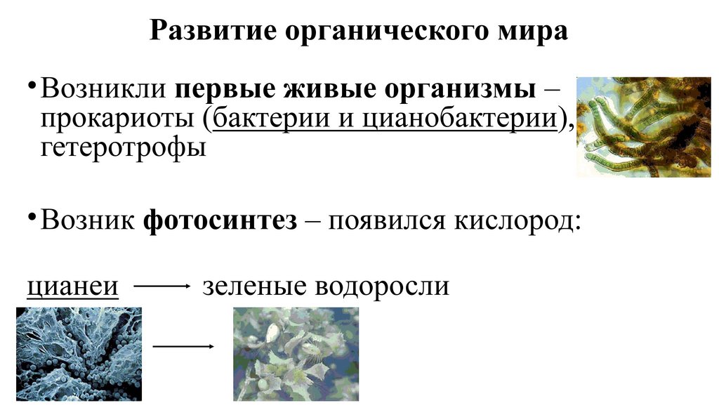 Развитие органического мира