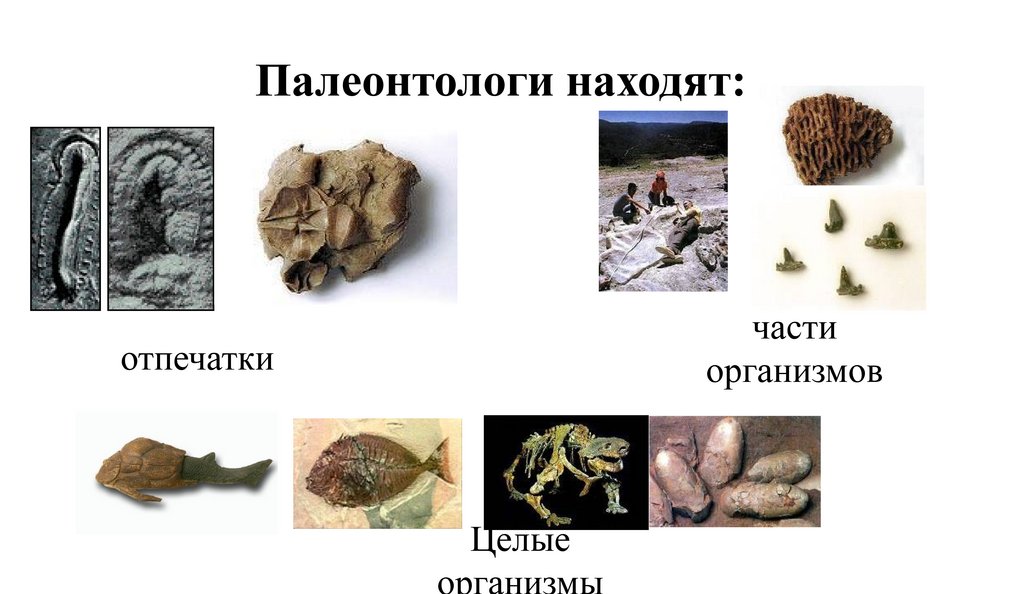 Палеонтологи находят: