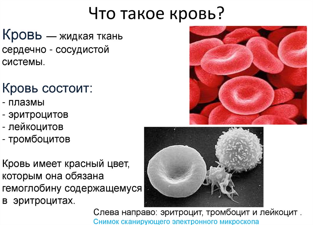 Что такое кровь?