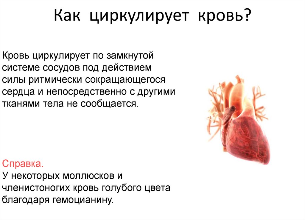 Как циркулирует кровь?