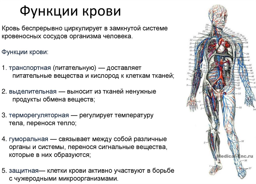 Функции крови