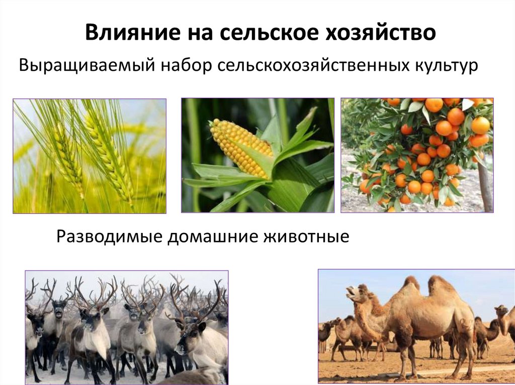 Влияние на сельское хозяйство