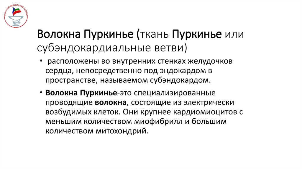 Волокна Пуркинье (ткань Пуркинье или субэндокардиальные ветви)