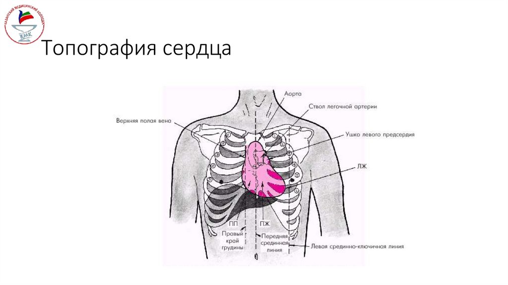 Топография сердца