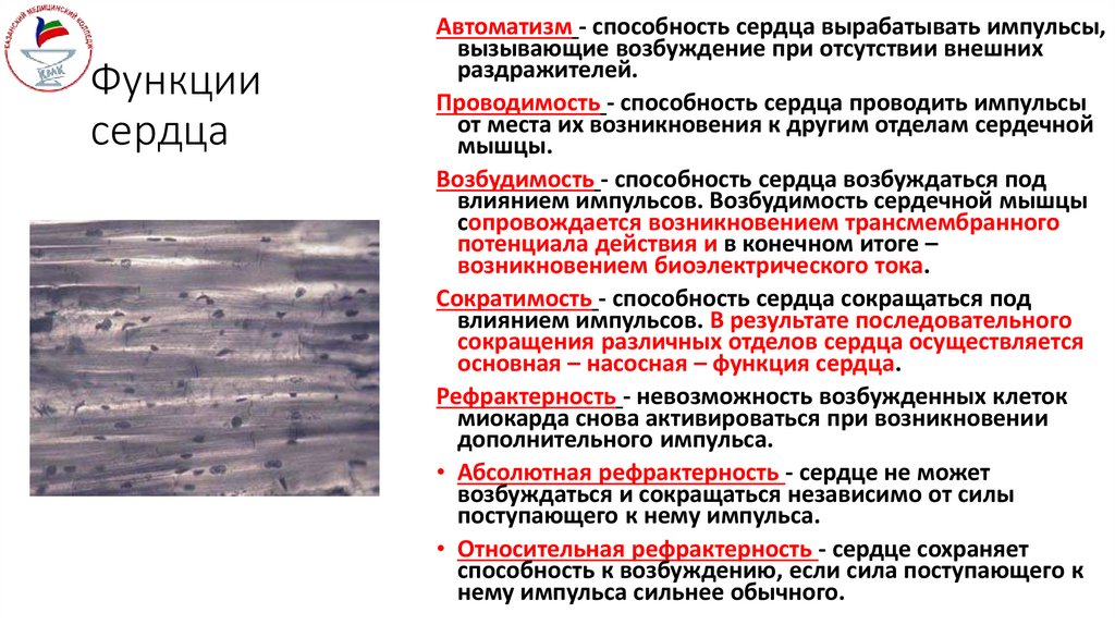 Функции сердца