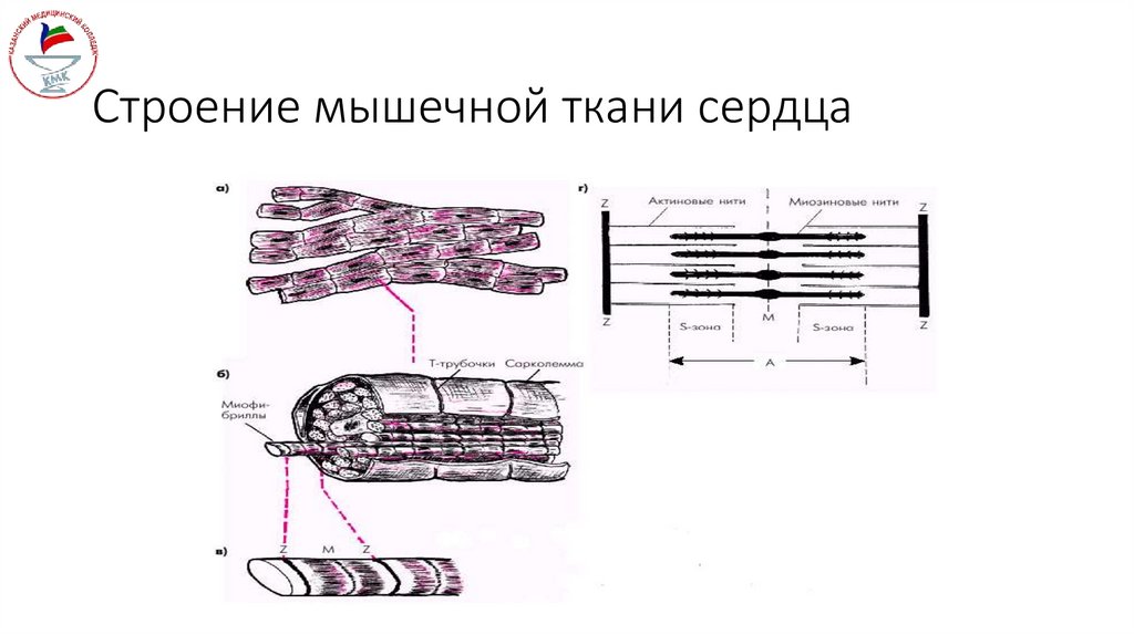 Строение мышечной ткани сердца