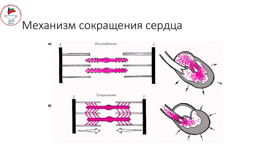 Механизм сокращения сердца