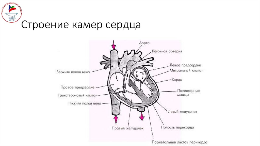 Строение камер сердца