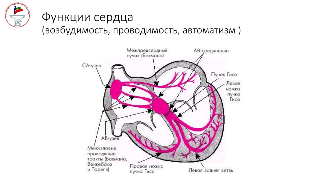 Функции сердца (возбудимость, проводимость, автоматизм )