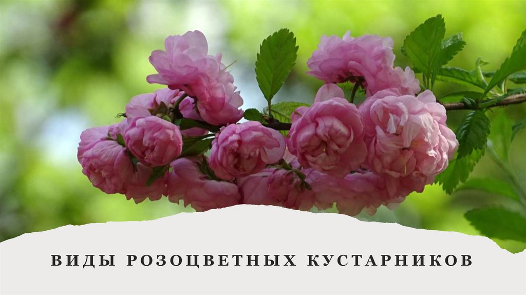 Виды розоцветных кустарников