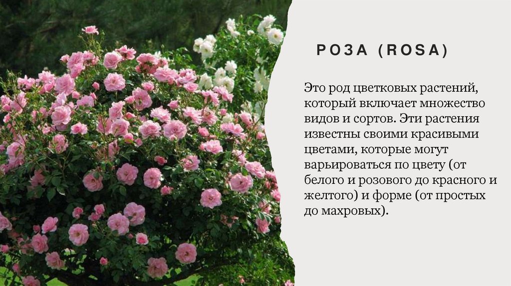 Роза (Rosa)