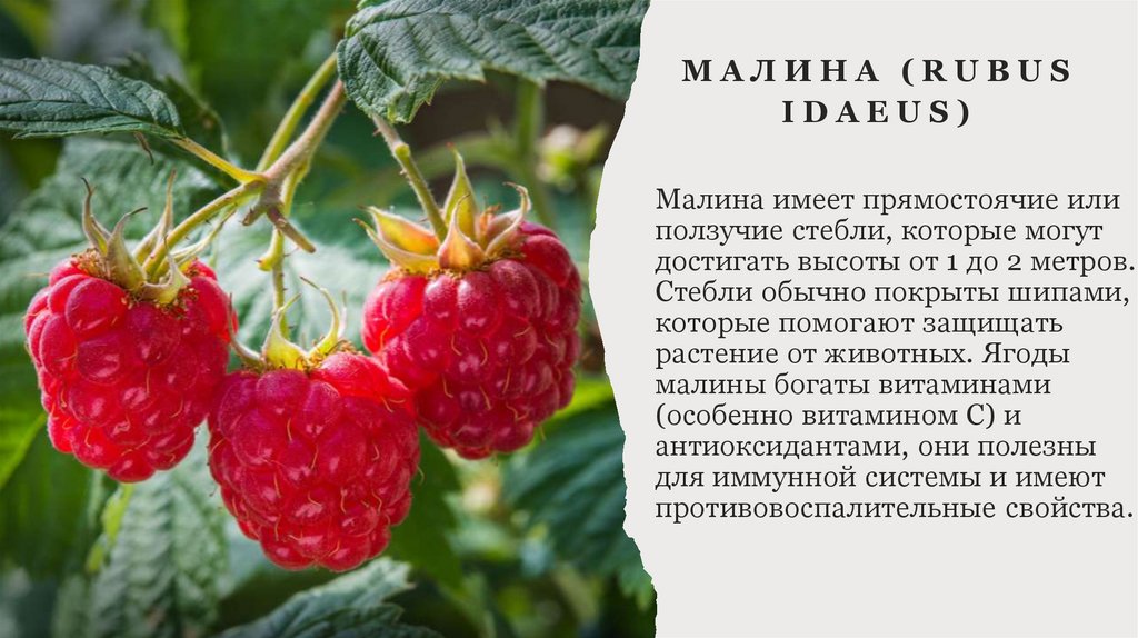 Малина (Rubus idaeus)