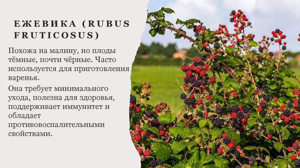Ежевика (Rubus fruticosus) 