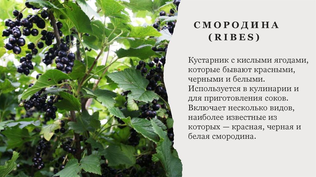 Смородина (Ribes) 