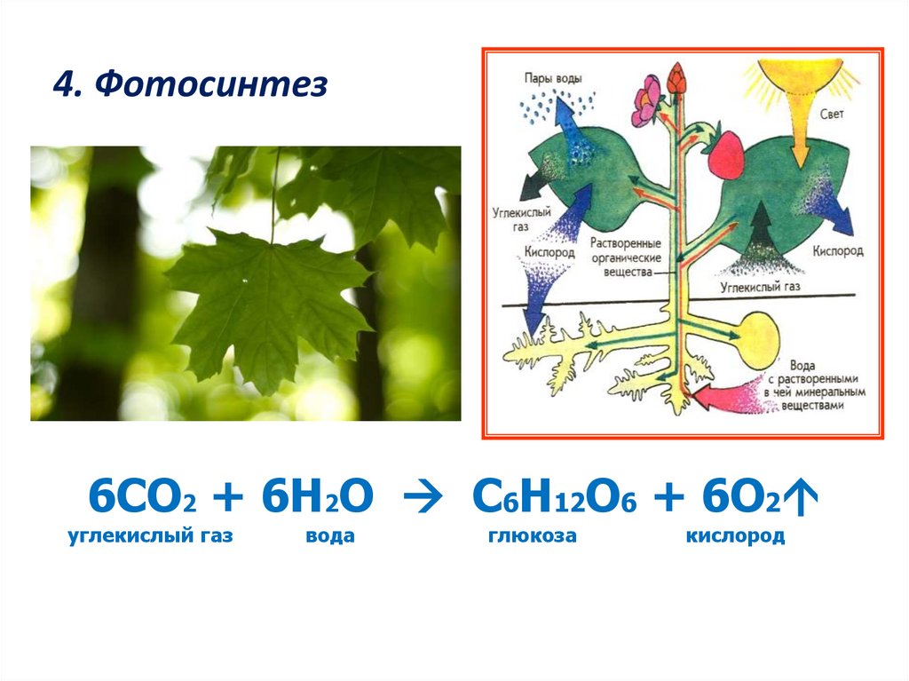 4. Фотосинтез