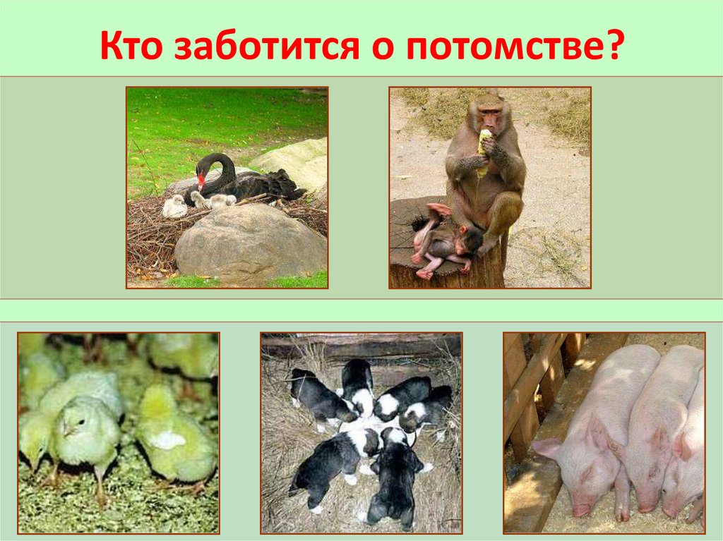 Кто заботится о потомстве?