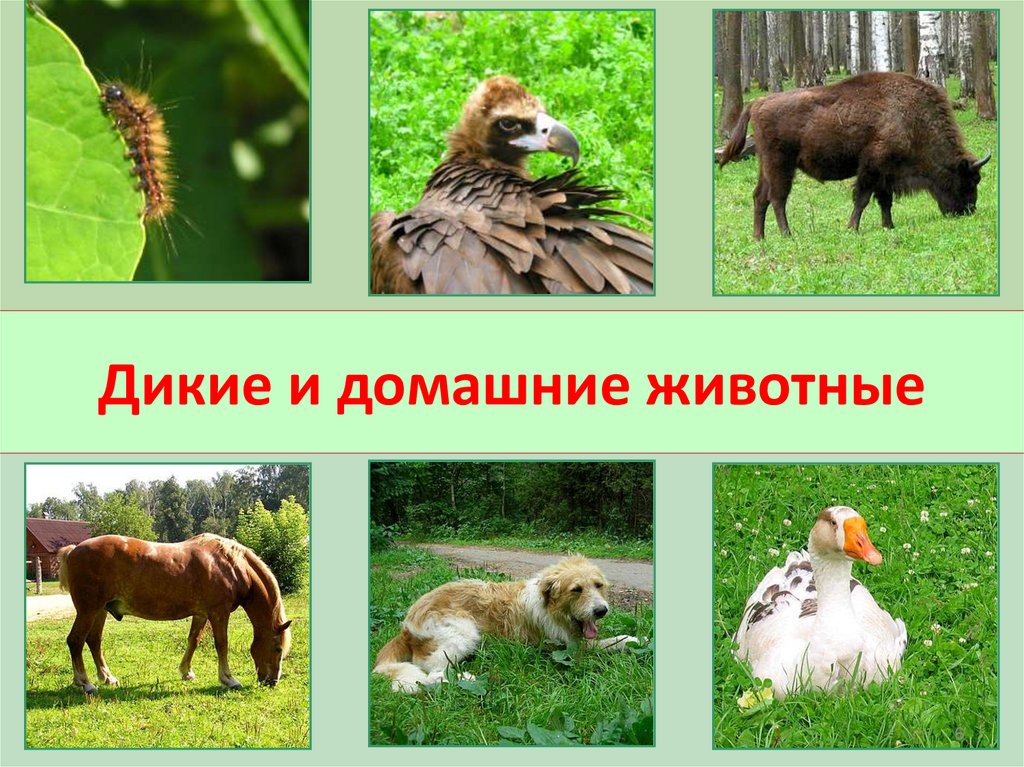 Дикие и домашние животные