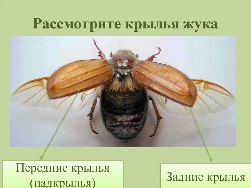 Рассмотрите крылья жука