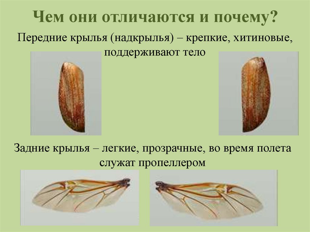 Чем они отличаются и почему?