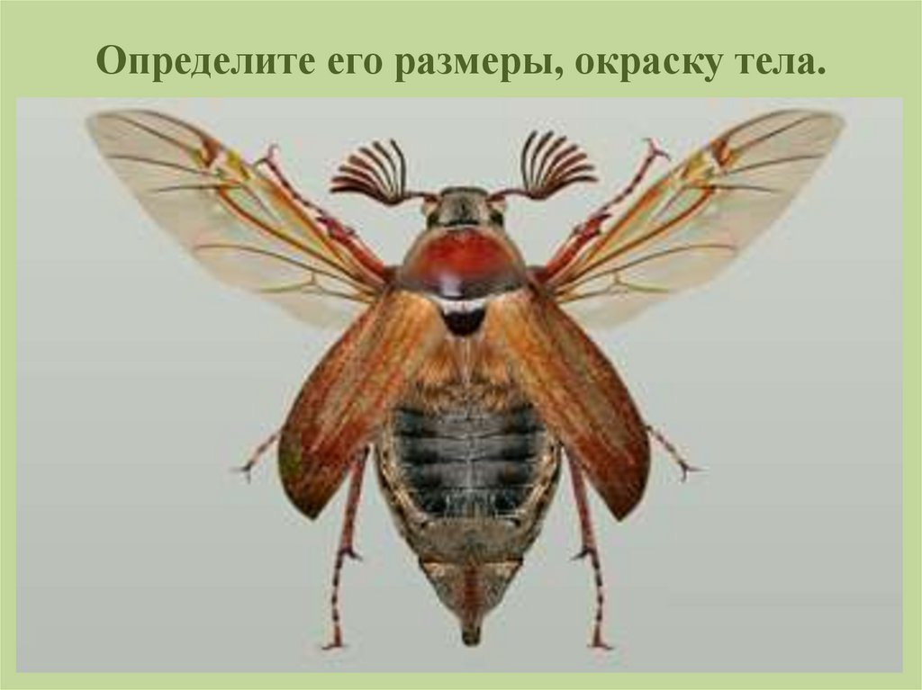 Определите его размеры, окраску тела.