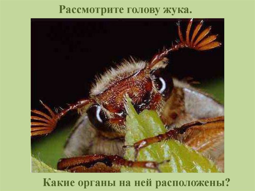 Рассмотрите голову жука.