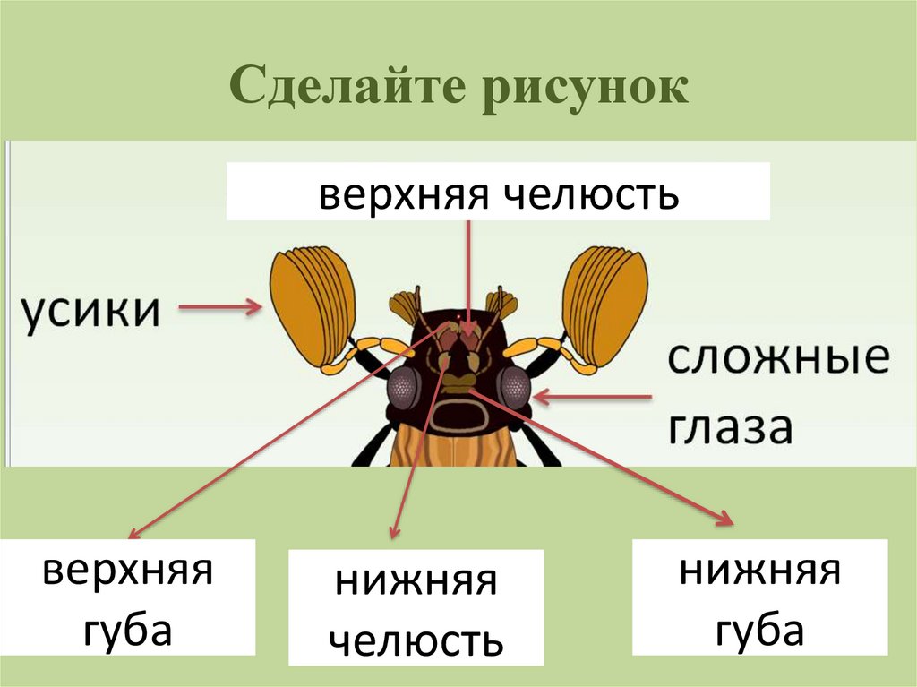 Сделайте рисунок