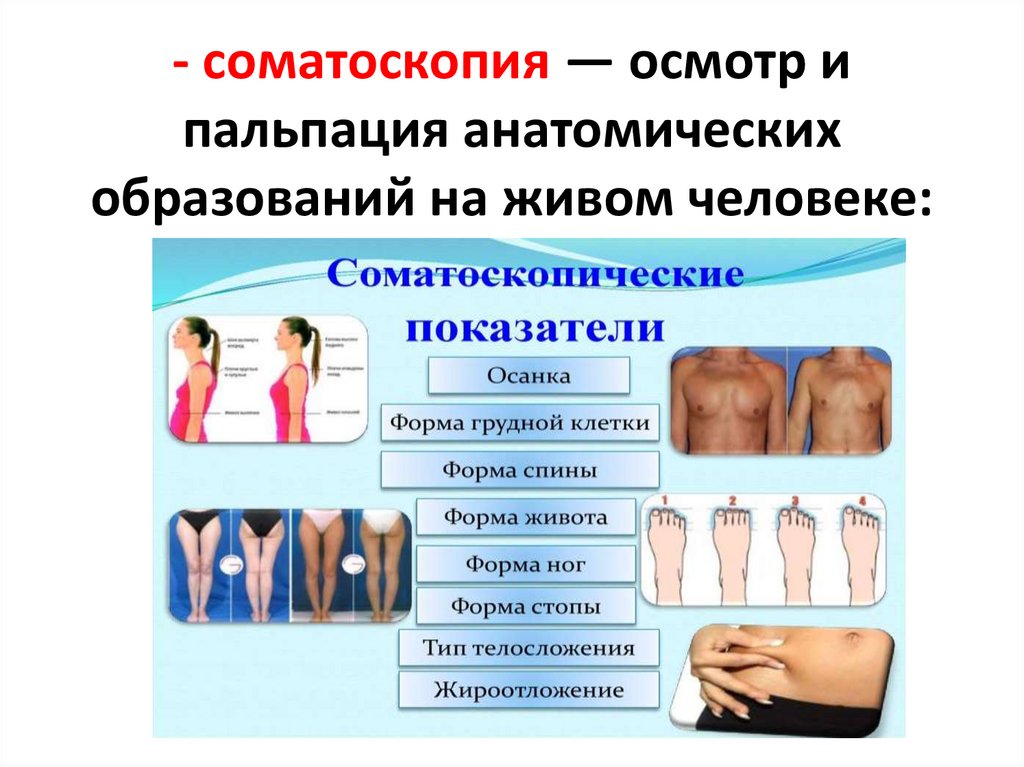 - соматоскопия — осмотр и пальпация анатомических образований на живом человеке: