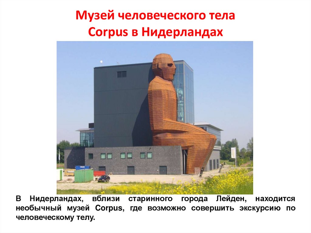 Музей человеческого тела Corpus в Нидерландах