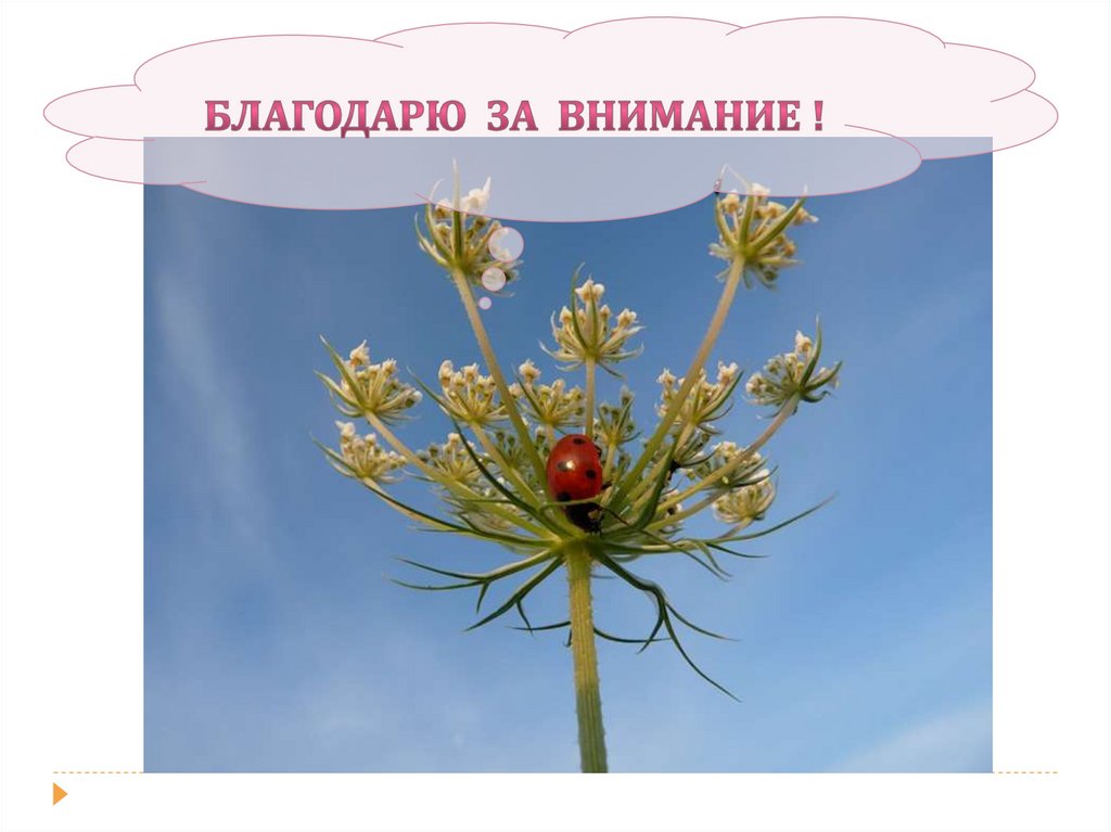 Благодарю за внимание !