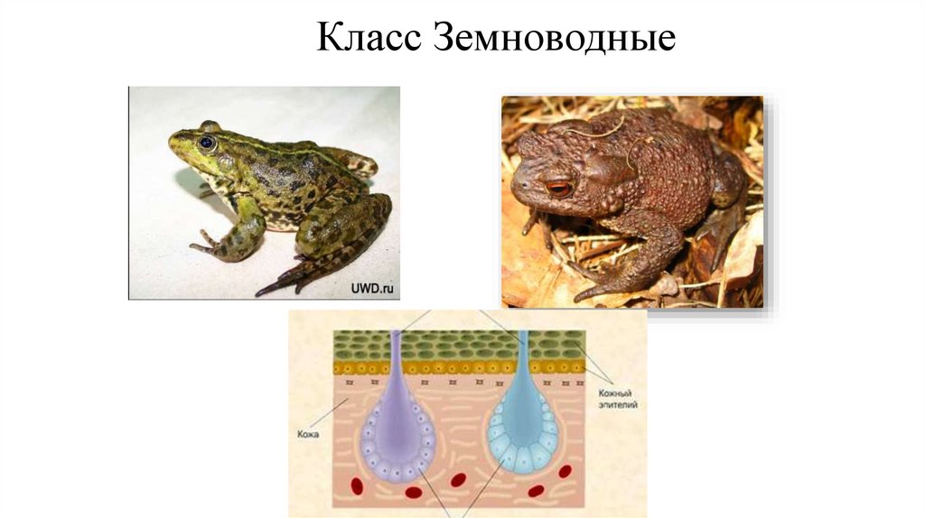 Класс Земноводные