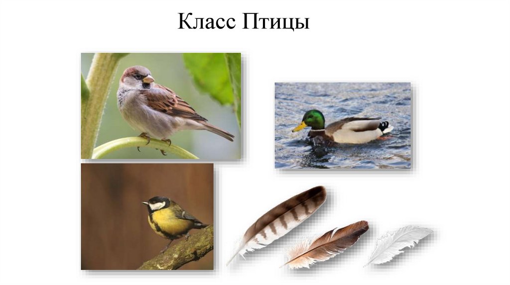 Класс Птицы